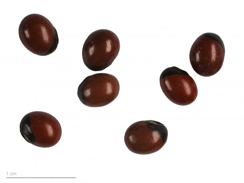 Abrus precatorius MHNT.BOT.2007.40.132