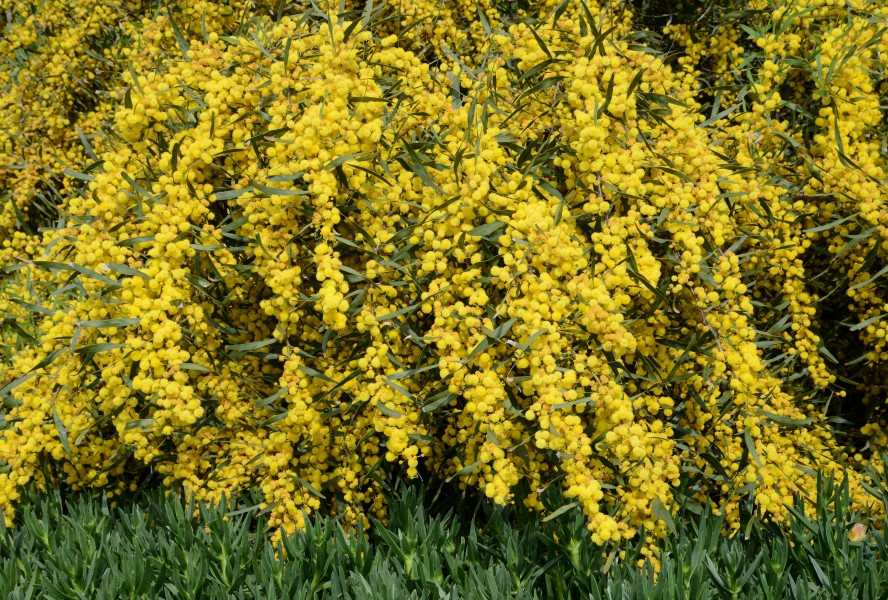 Acacia April 2015-2