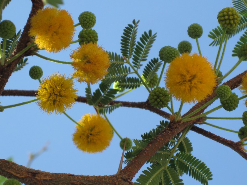 Acacia farnesiana, (Needle Bush), Skala Kalloni, Lesbos, Greece