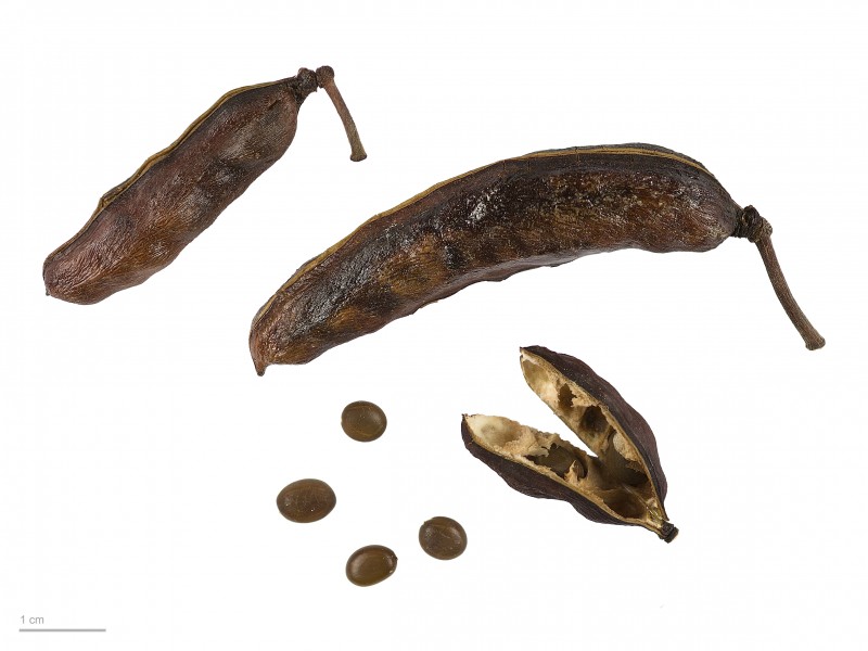 Acacia farnesiana MHNT.BOT.2015.2.54