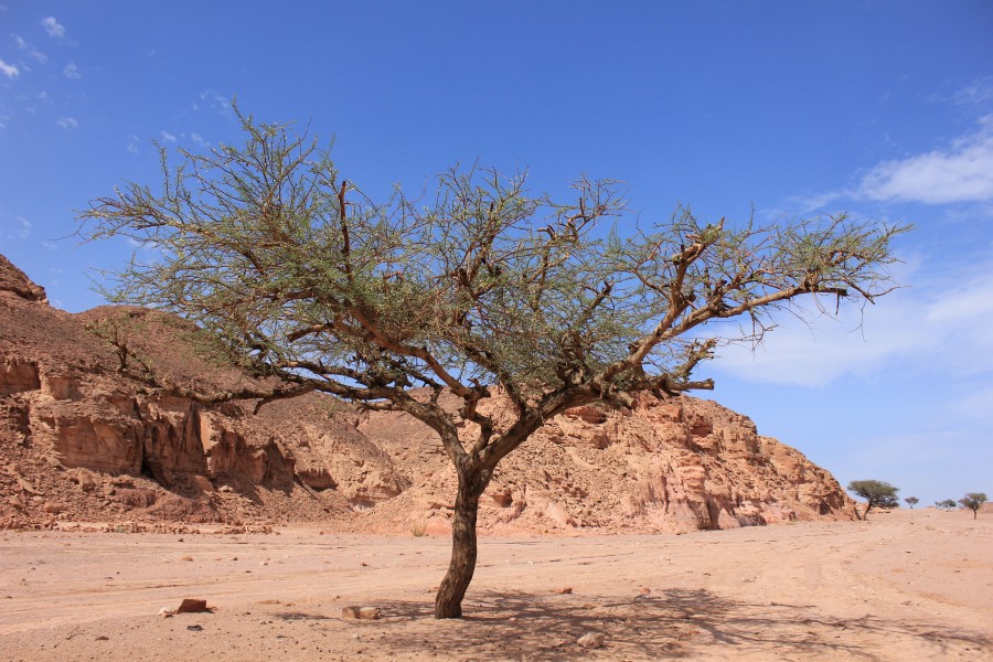 Acacia in Ein Khadra Desert Oasis 00 (137)