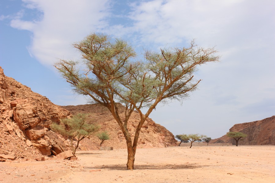 Acacia in Ein Khadra Desert Oasis 00 (87)