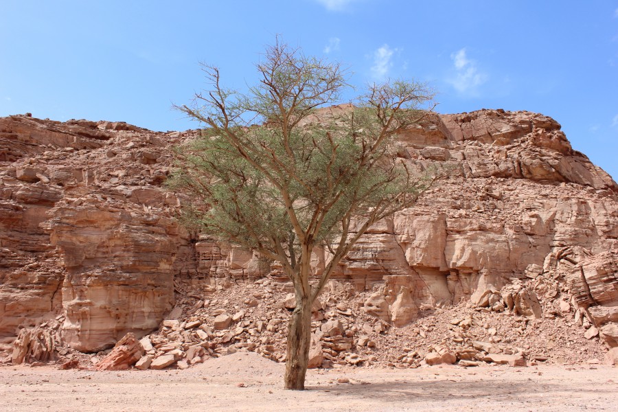 Acacia in Ein Khadra Desert Oasis(91)