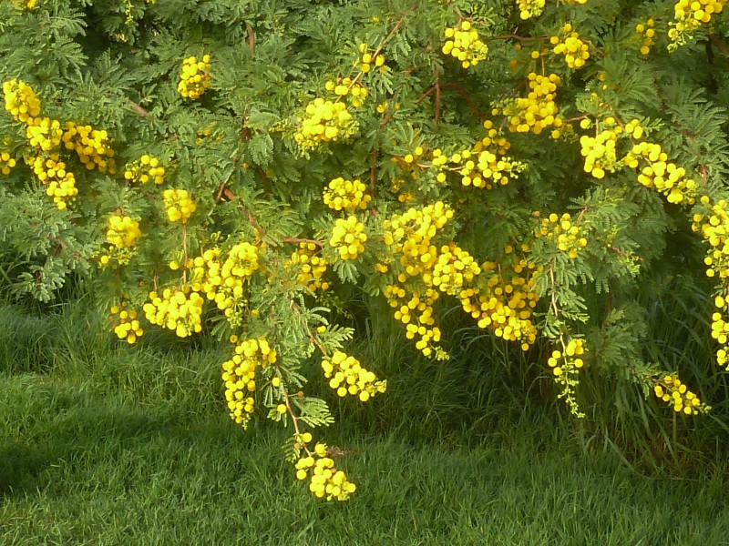 Acacia karroo, blomhofies, Jimmy Aves Park, b