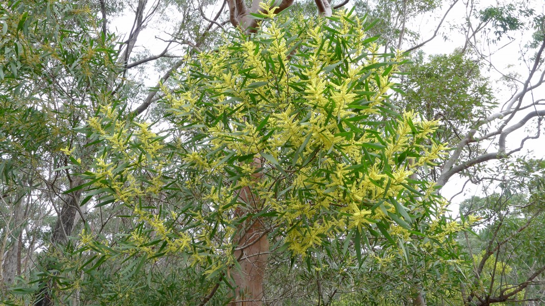 Acacia longifolia 5