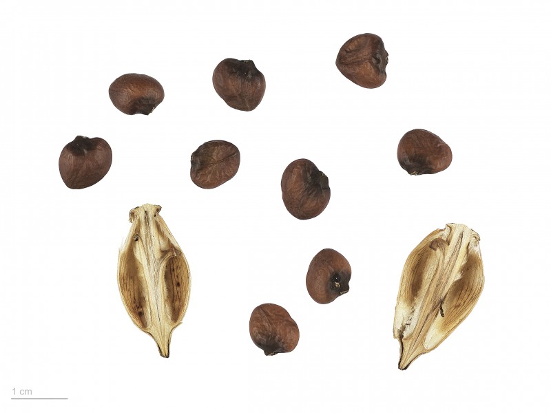 Acanthus mollis MHNT.BOT.2007.43.58