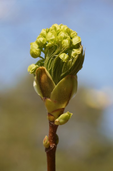 Acer platanoides spring 4