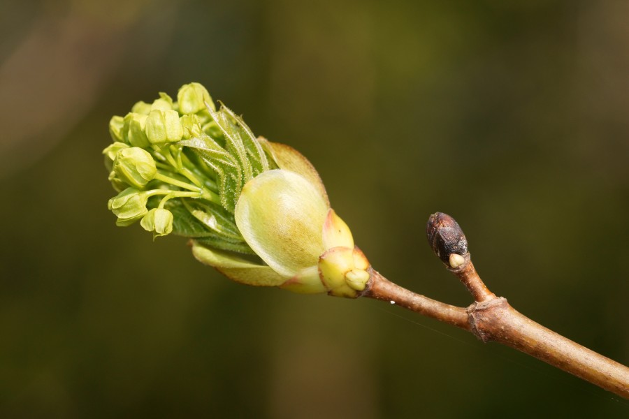 Acer platanoides spring 7
