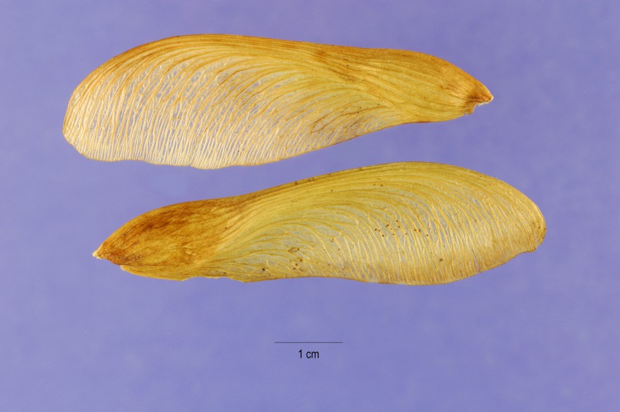 Acer saccharinum seeds