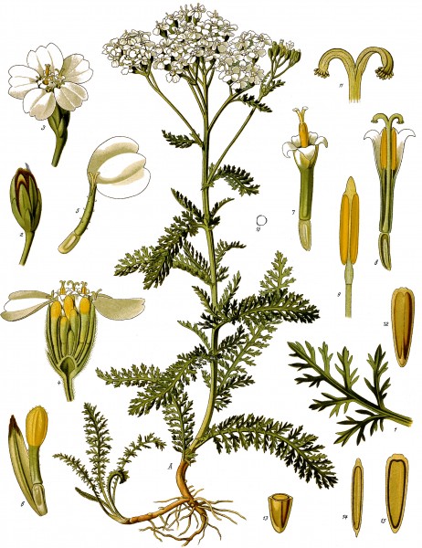 Achillea millefolium - Köhler–s Medizinal-Pflanzen-149