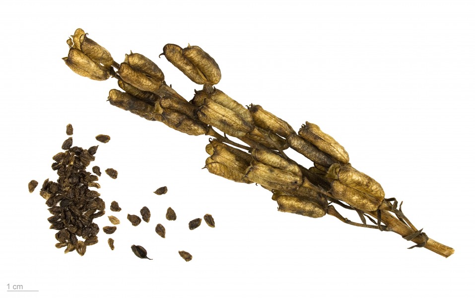 Aconitum napellus MHNT.BOT.2007.52.9