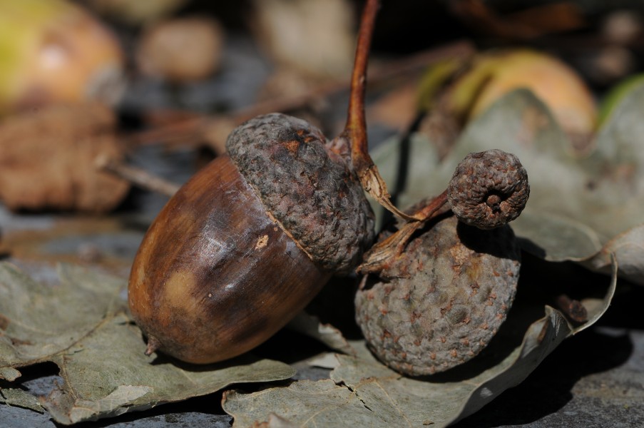 Acorns of Quercus robur, Eichel der Stieleiche 06