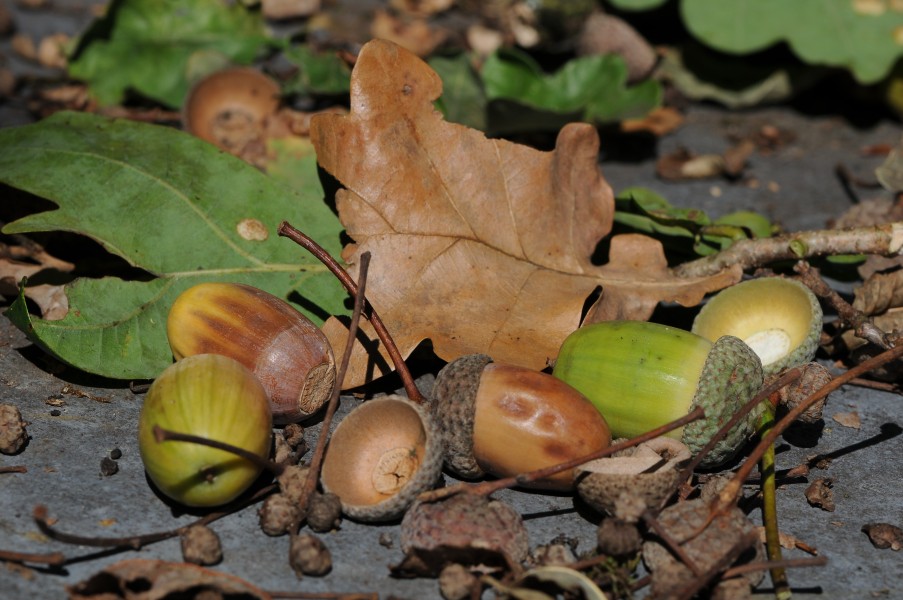 Acorns of Quercus robur, Eichel der Stieleiche 18