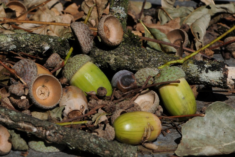 Acorns of Quercus robur, Eichel der Stieleiche 20