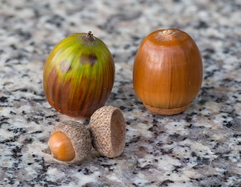 Acorns on the granite bench, October 2015 - Stacking