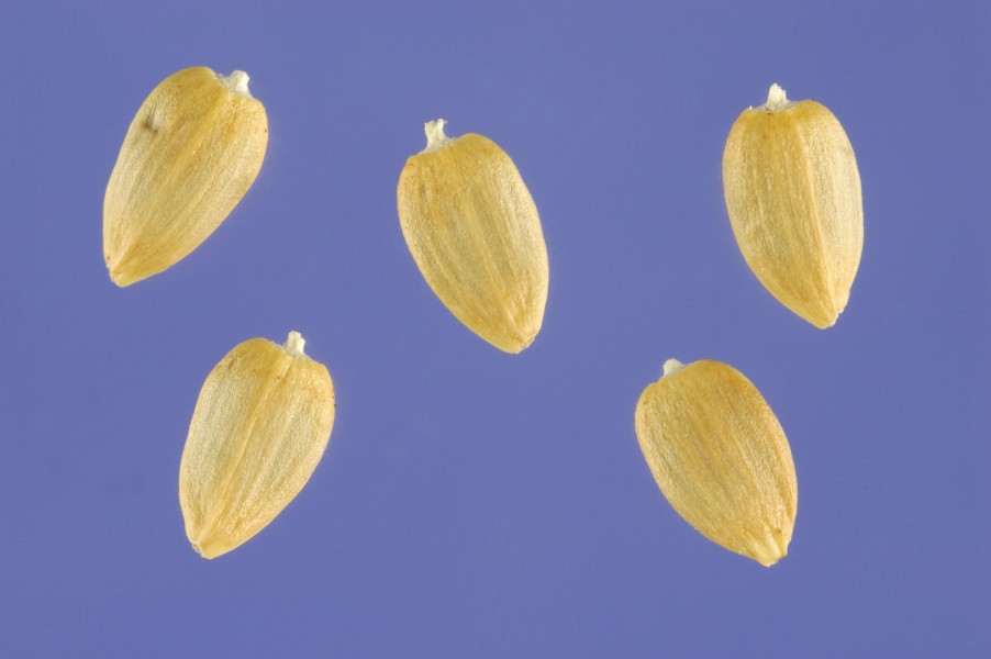 Acroptilon repens seeds