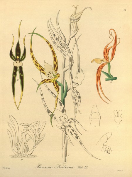 Ada keiliana (as Brassia keiliana) - Xenia vol 1 pl 45 (1858)