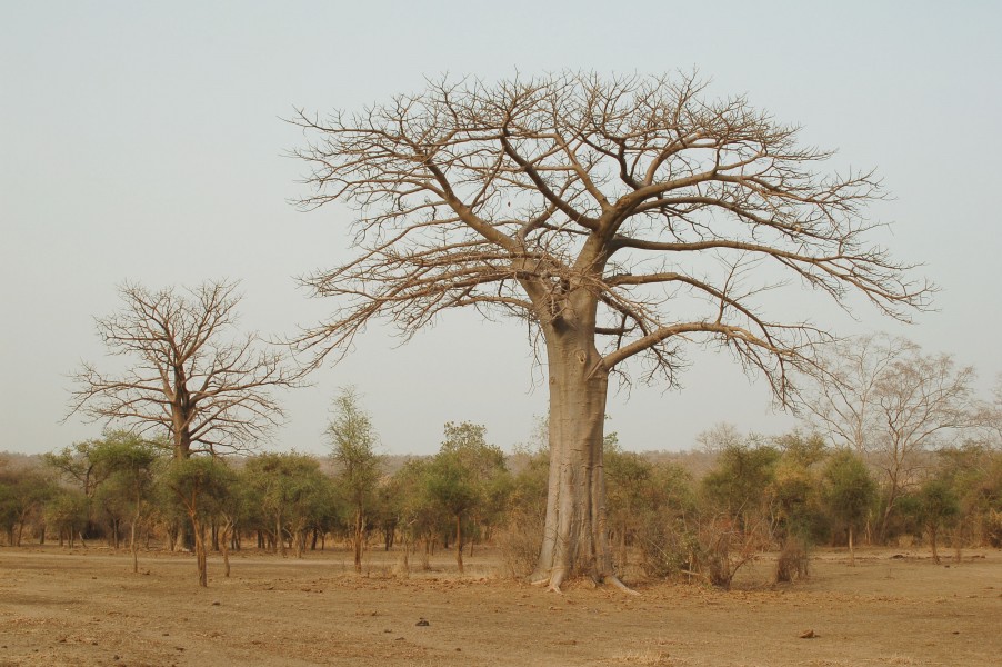 Adansonia digitata 2006-03-03