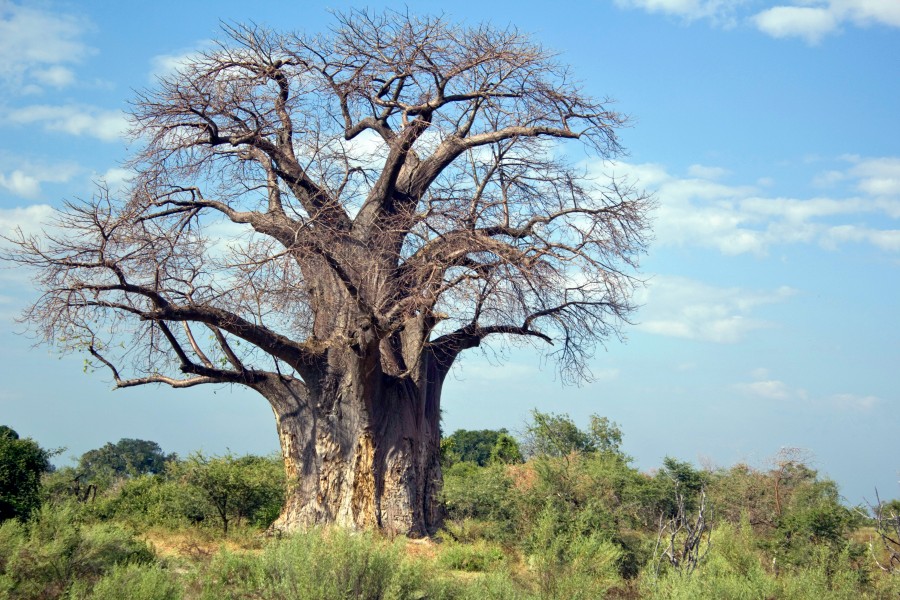 Adansonia digitata arbre MHNT