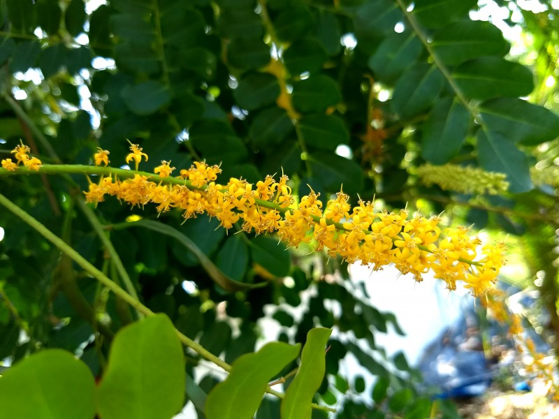 Adenanthera pavonina-Red Lucky Seed, manjadi. മഞ്ചാടി 3