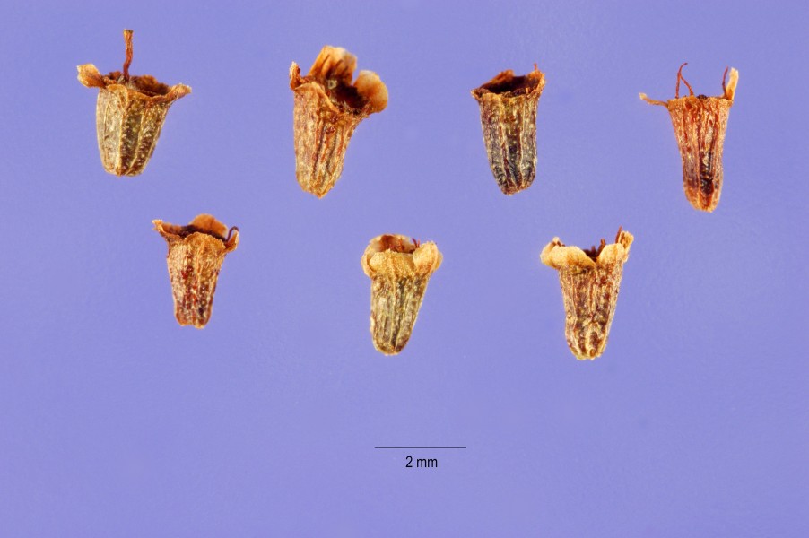 Adenostoma fasciculatum seeds
