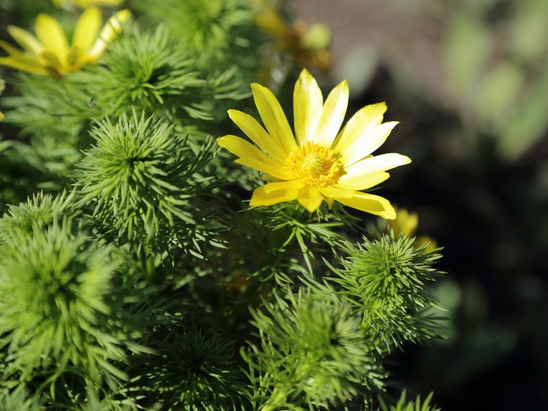 Adonis vernalis-IMG 7241