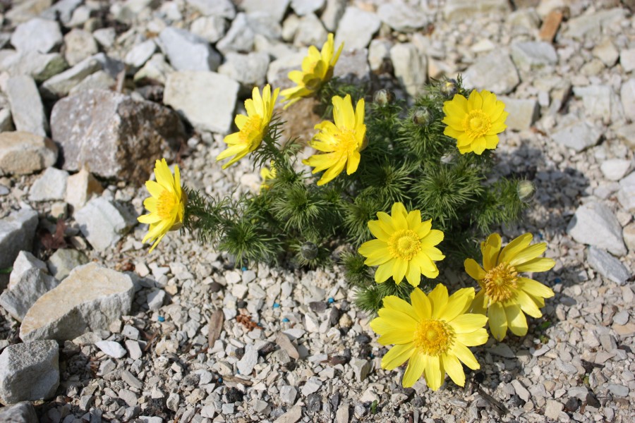 Adonis vernalis MS 0111
