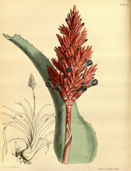 Aechmea distichantha Paxton 80