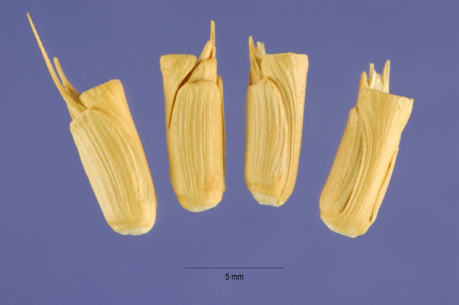 Aegilops cylindrica seeds