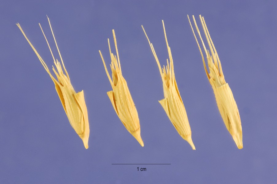 Aegilops triuncialis seeds