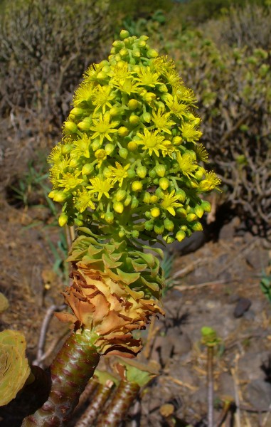Aeonium arboreum 01