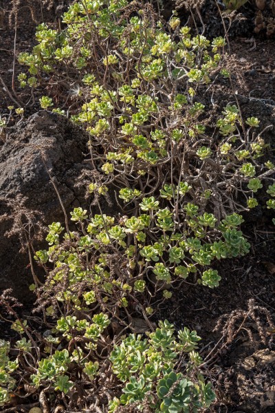 Aeonium castello-paivae - Jardín Botánico Canario Viera y Clavijo - Gran Canaria