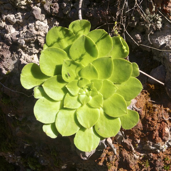 Aeonium glandulosum LC0393
