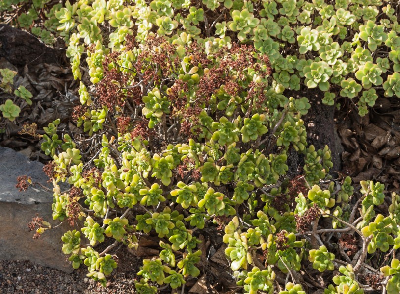 Aeonium lindleyi - Jardín Botánico Canario Viera y Clavijo - Gran Canaria