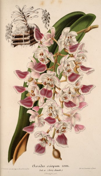 Aerides crispa drawing