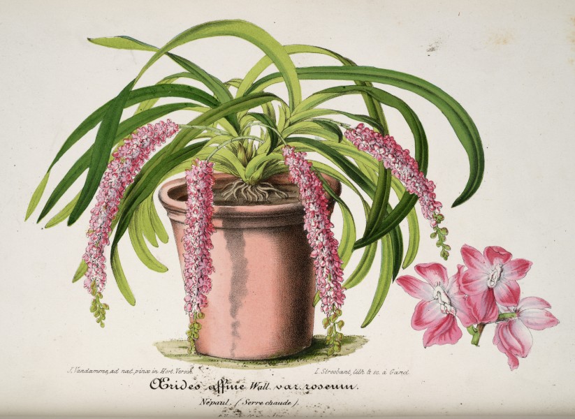 Aerides rosea drawing