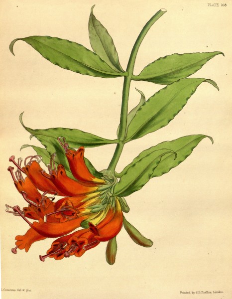 Aeschynanthus × splendidus Paxton 108