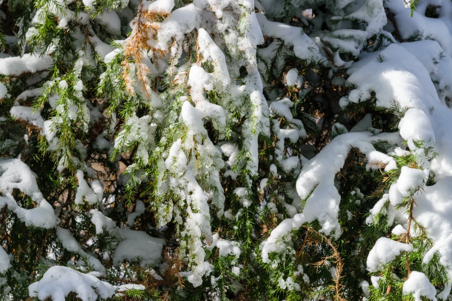 Aftermath of January 2018 North American blizzard 11