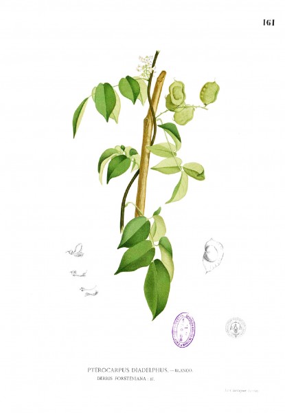 Aganope thyrsiflora Blanco1.161