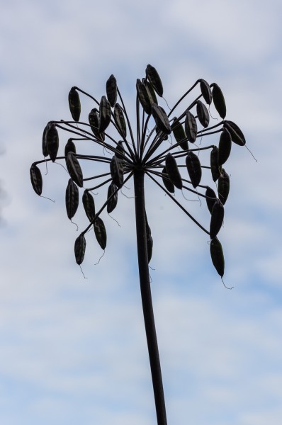 Agapanthus 'Senna'. Zaaddozen. (actm) 01