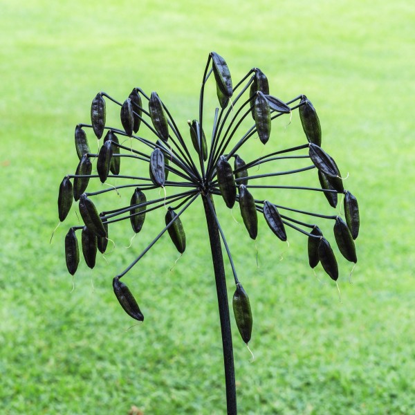 Agapanthus 'Senna'. Zaaddozen. (actm) 06