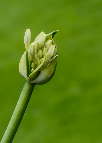 Agapanthus 'White Heaven', ingetogen schoonheid van de ontluikende bloemknop. Locatie, Tuinreservaat Jonkervallei 03