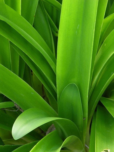 Agapanthus Closeup 2448px