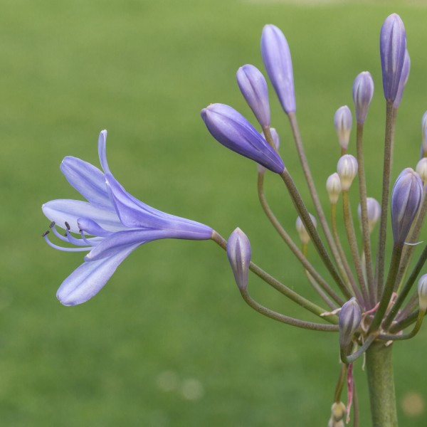 Agapanthus cultivar. Zaailing van Agapanthus Lilac Flash. (d.j.b.) 03