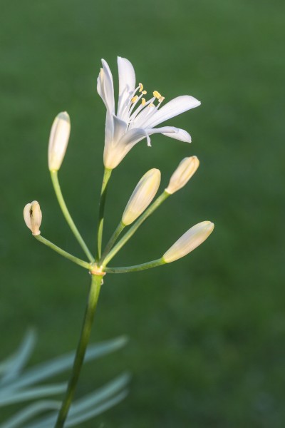 Agapanthus praecox Snow White. (d.j.b.) 03