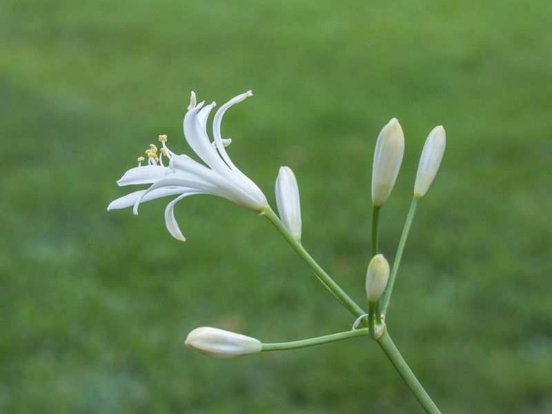 Agapanthus praecox Snow White. (d.j.b.) 06