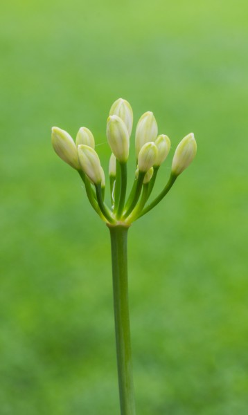 Agapanthus praecox Snow White. De kleine bloemknoppen van Agapanthus praecox Snow White. Een zuivere witte dwerg (46 cm.) hoog