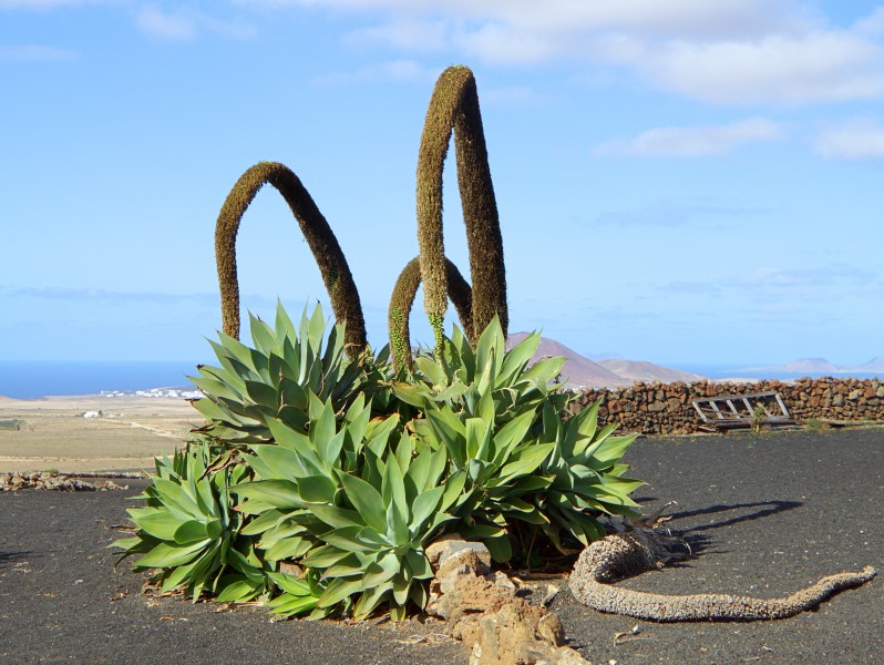 Agave attenuata 001