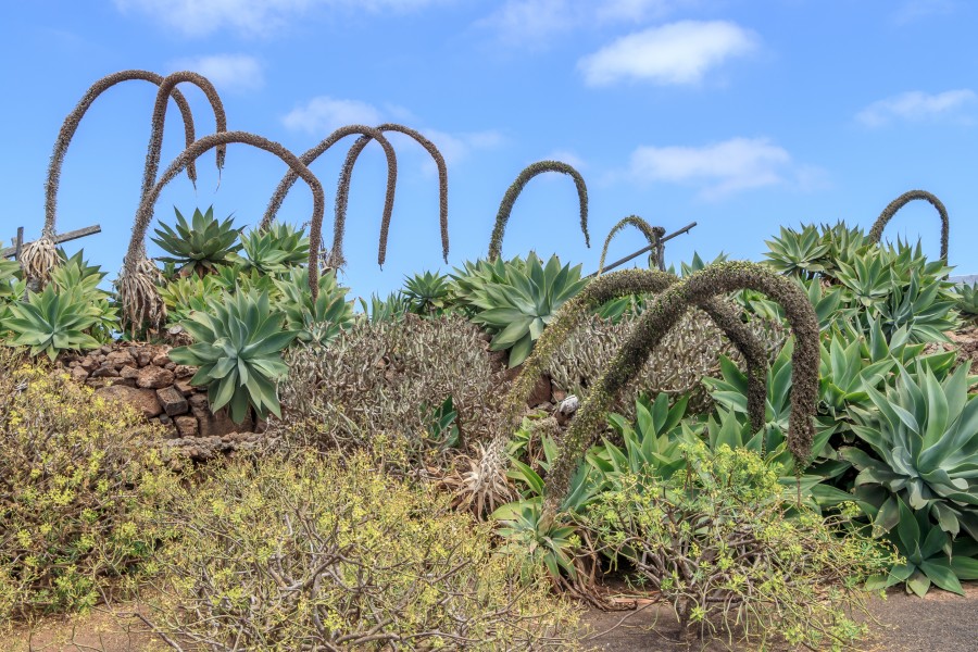 Agave attenuata 004