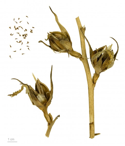 Agave attenuata MHNT.BOT.2009.7.9